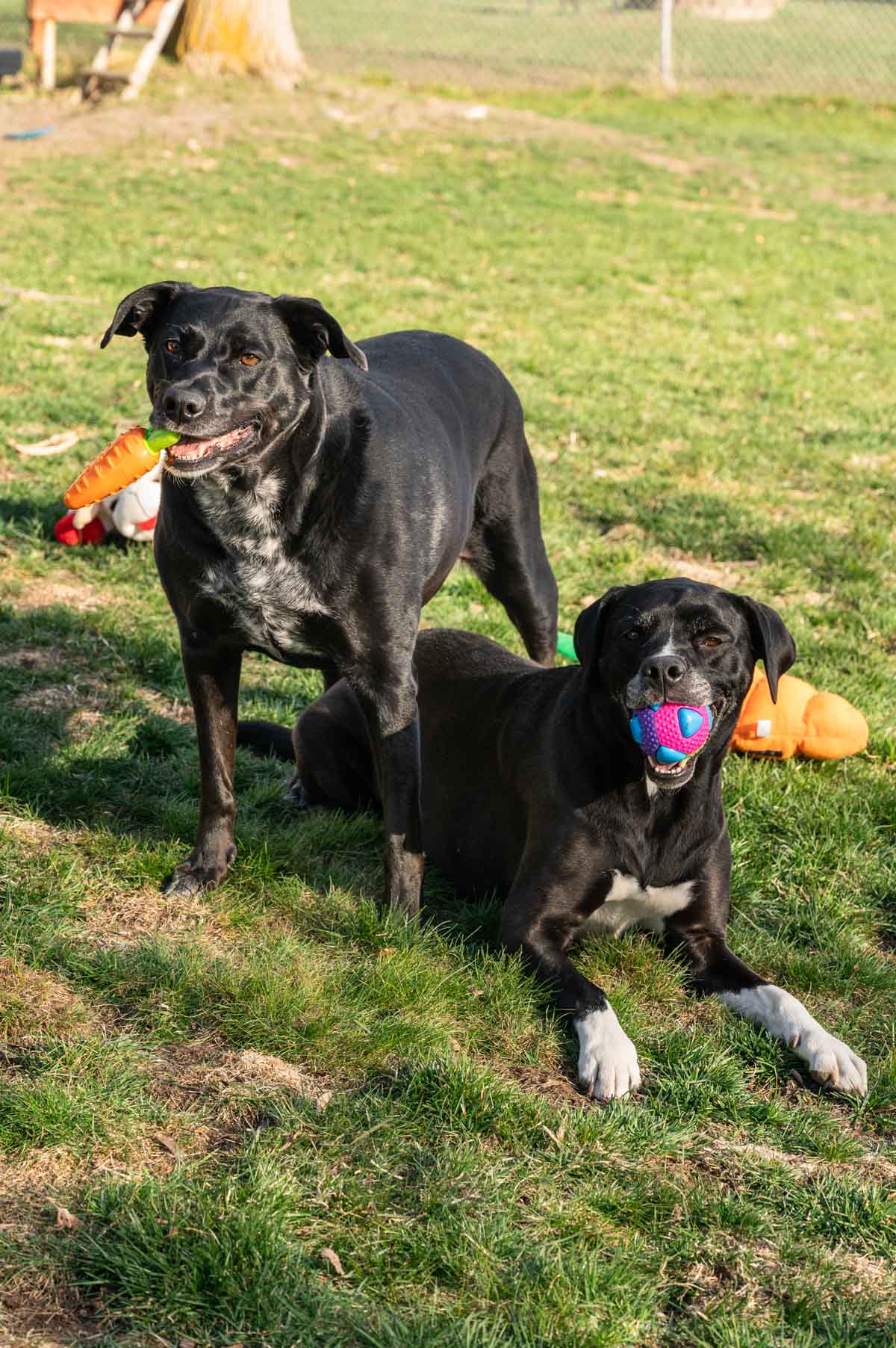 Two black and white dogs stand and sit on grass with toys in their mouth